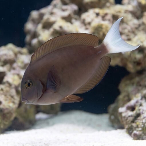 Thompson's Tang - Image 3