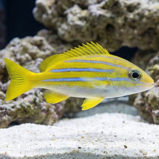 Thread-Finned Sea Perch