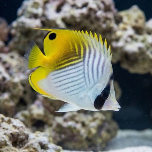 Threadfin Butterfly