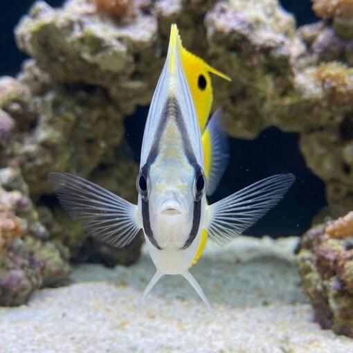 Threadfin Butterfly - Image 2