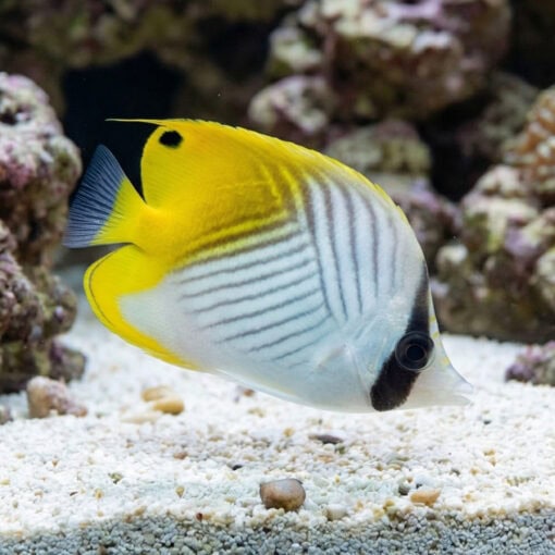 Threadfin Butterfly - Image 3