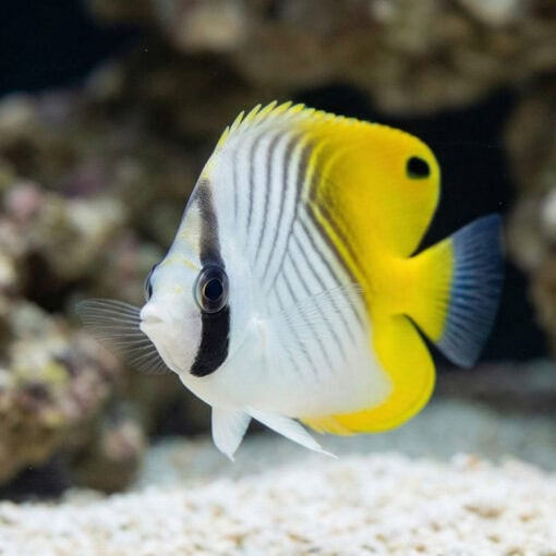 Threadfin Butterfly - Image 5