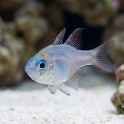 Threadfin Cardinal