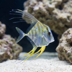 Threadfin Fish