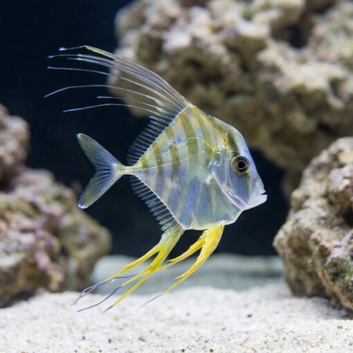 Threadfin Fish