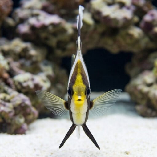Threeband Heniochus (Pennant) - Image 2