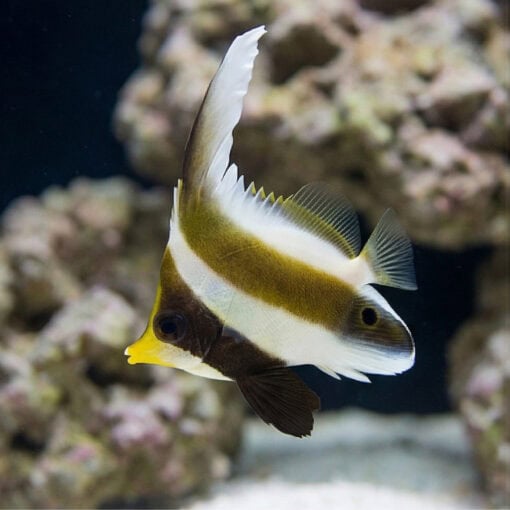 Threeband Heniochus (Pennant) - Image 3