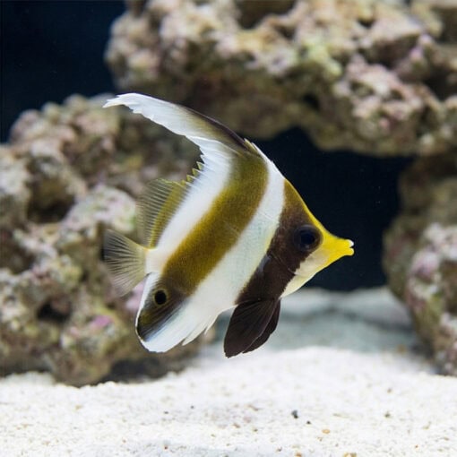 Threeband Heniochus (Pennant) - Image 4