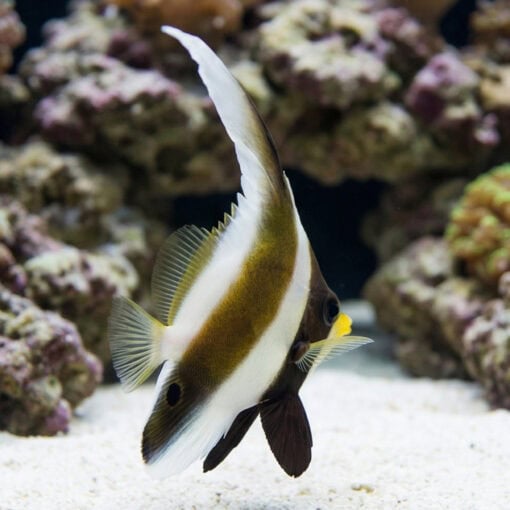 Threeband Heniochus (Pennant) - Image 5