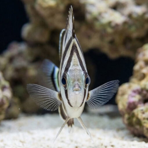 Threebanded Butterflyfish - Image 2