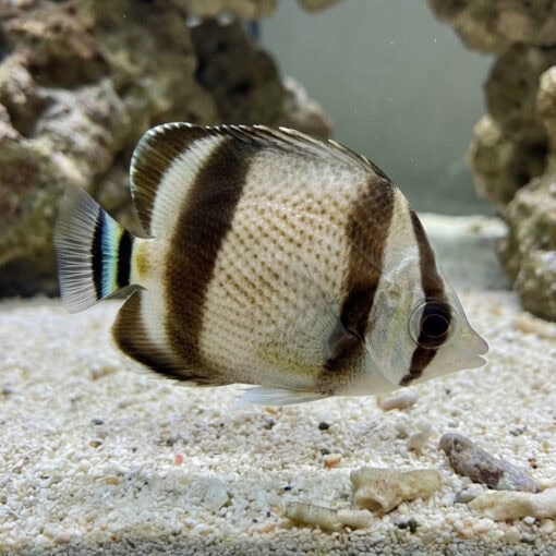 Threebanded Butterflyfish - Image 3
