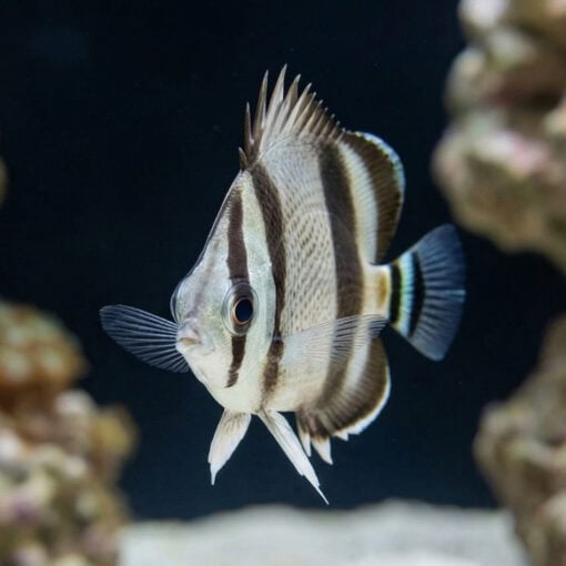 Threebanded Butterflyfish - Image 4