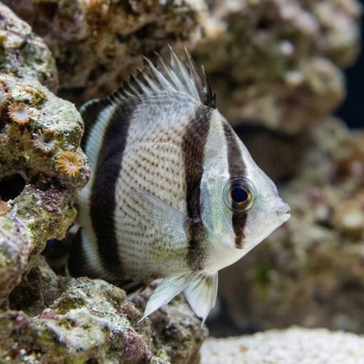 Threebanded Butterflyfish - Image 5