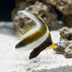 Threeband Heniochus (Pennant)