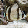 Threebanded Butterflyfish