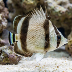 Threebanded Butterflyfish