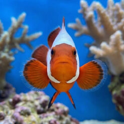 Alternative view of Thunder Maroon Clownfish: Captive Bred