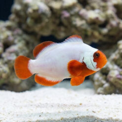 Thunder Maroon Clownfish: Captive Bred