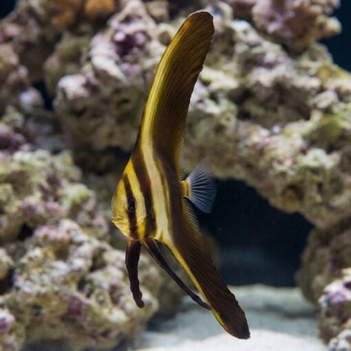 Teira Batfish juvenile swimming vertically displaying elongated golden fins with dark stripes near coral rock reef