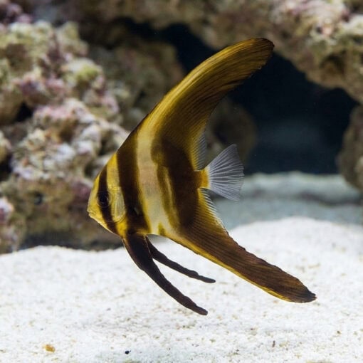 Teira Batfish juvenile showing golden brown stripes swimming near white sandy substrate with coral rock background
