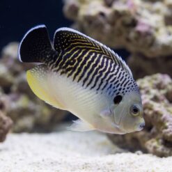 Tiger Angelfish juvenile swimming near coral reef sandy bottom showing bold black white yellow vertical stripe pattern