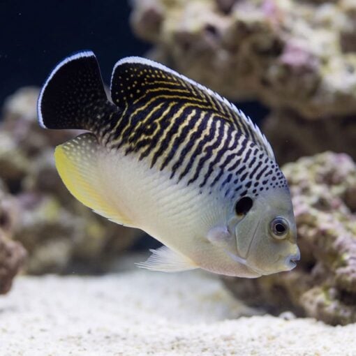 Tiger Angelfish juvenile swimming near coral reef sandy bottom showing bold black white yellow vertical stripe pattern