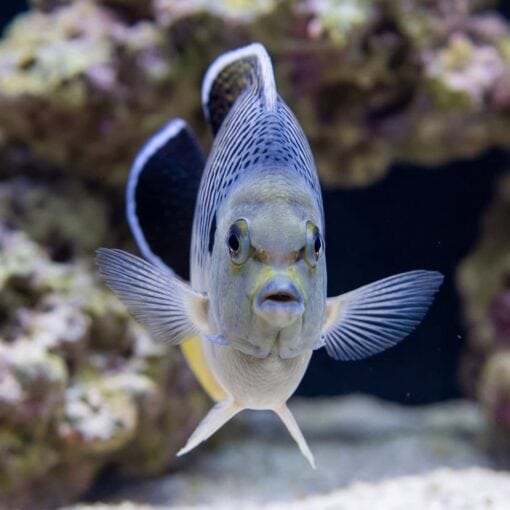 Tiger Angelfish facing camera head-on with pectoral fins spread, showing blue striped pattern and yellow accents near coral reef