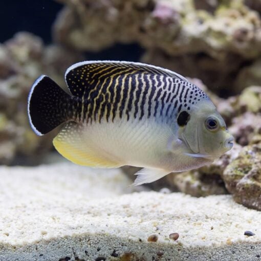 Tiger Angelfish swimming near sandy substrate with distinctive black and white vertical stripes and yellow accents in reef aquarium