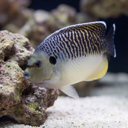 Tiger Angelfish swimming near live rock with white sandy substrate, showing distinctive black striped pattern and yellow accents