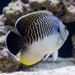 Tiger Angelfish swimming laterally displaying bold black and yellow vertical stripes white belly and yellow anal fin near coral reef