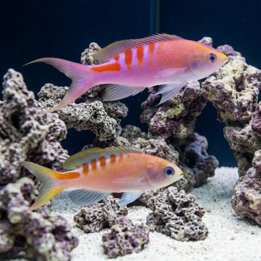 Tiger Queen Anthias