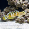 Tiger (Wardi) Goby