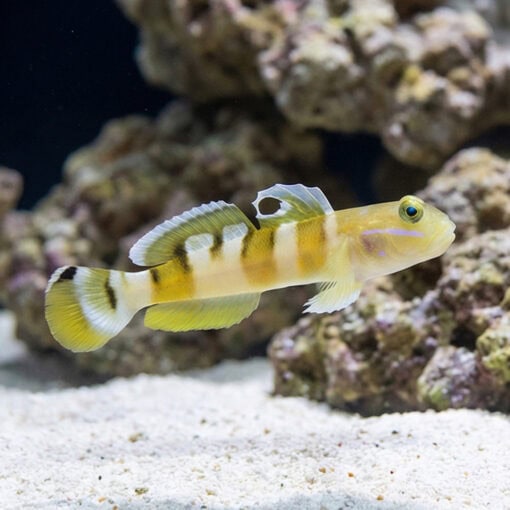 Tiger (Wardi) Goby