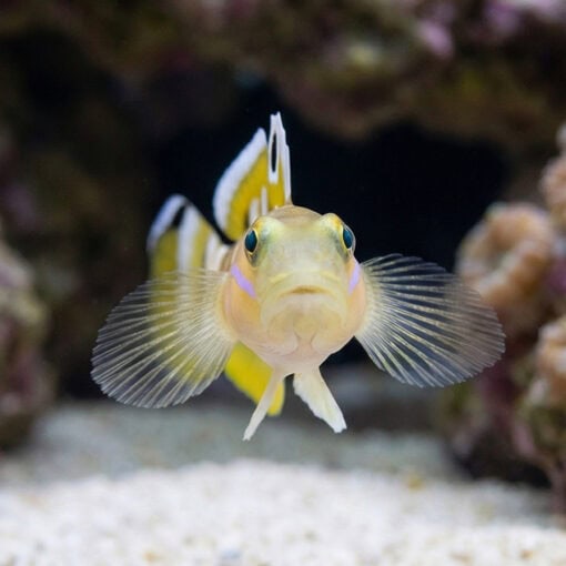 Tiger (Wardi) Goby - Image 2