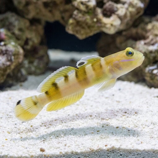 Tiger (Wardi) Goby - Image 3