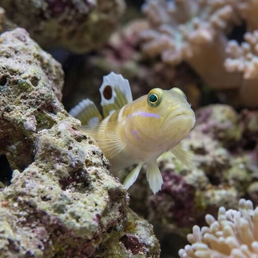 Tiger (Wardi) Goby - Image 4