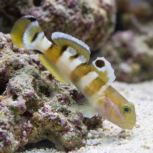 Tiger (Wardi) Goby - Image 5