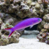 Tilefish Purple