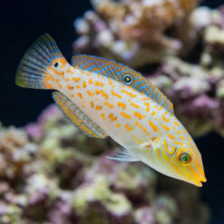 Timor Wrasse