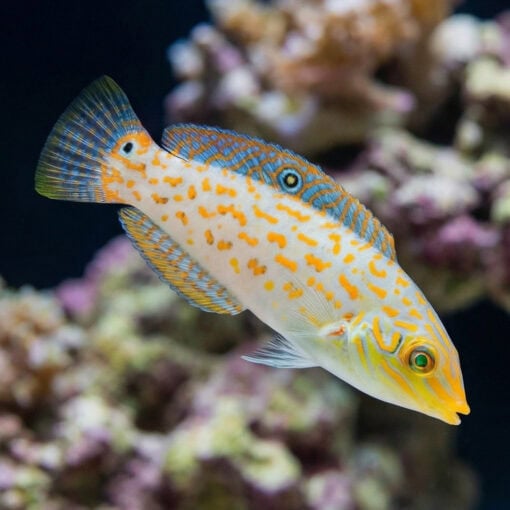 Timor Wrasse