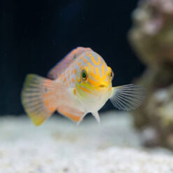 Alternative view of Timor Wrasse