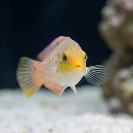 Timor Wrasse - Image 2