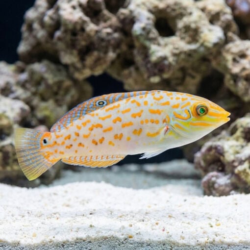 Timor Wrasse - Image 3