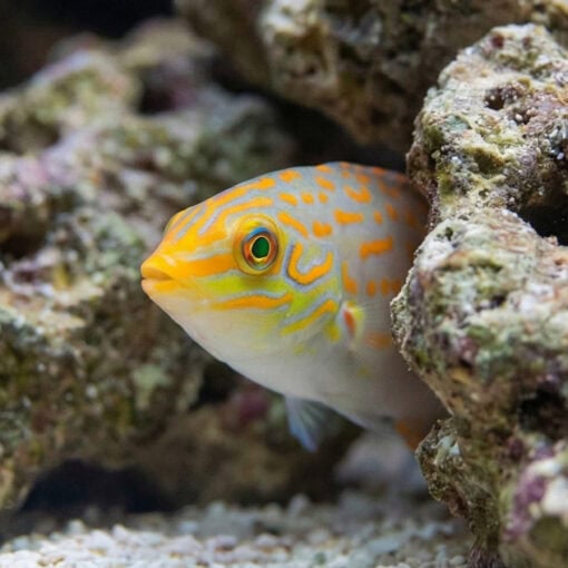 Timor Wrasse - Image 4