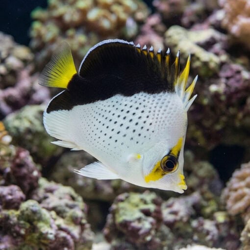 Tinkeri Butterfly