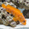 Toadfish: Orange