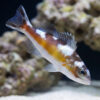 Tobacco Basslet