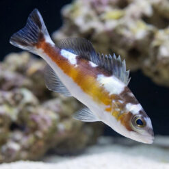 Tobacco Basslet