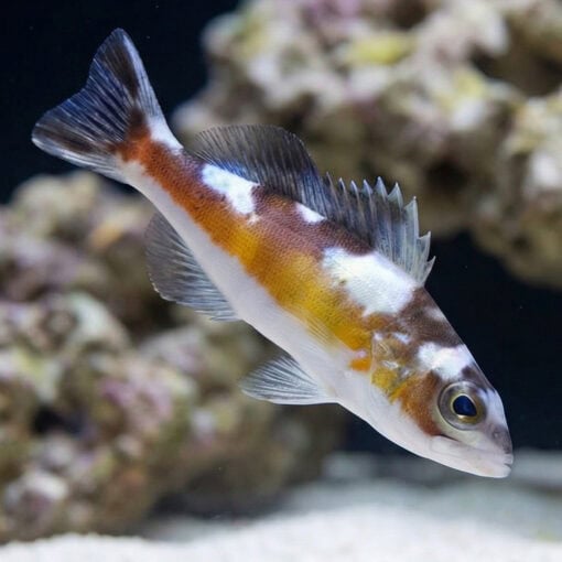 Tobacco Basslet