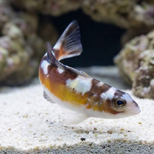 Tobacco Basslet - Image 4